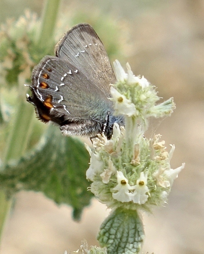 ilex hairstreak